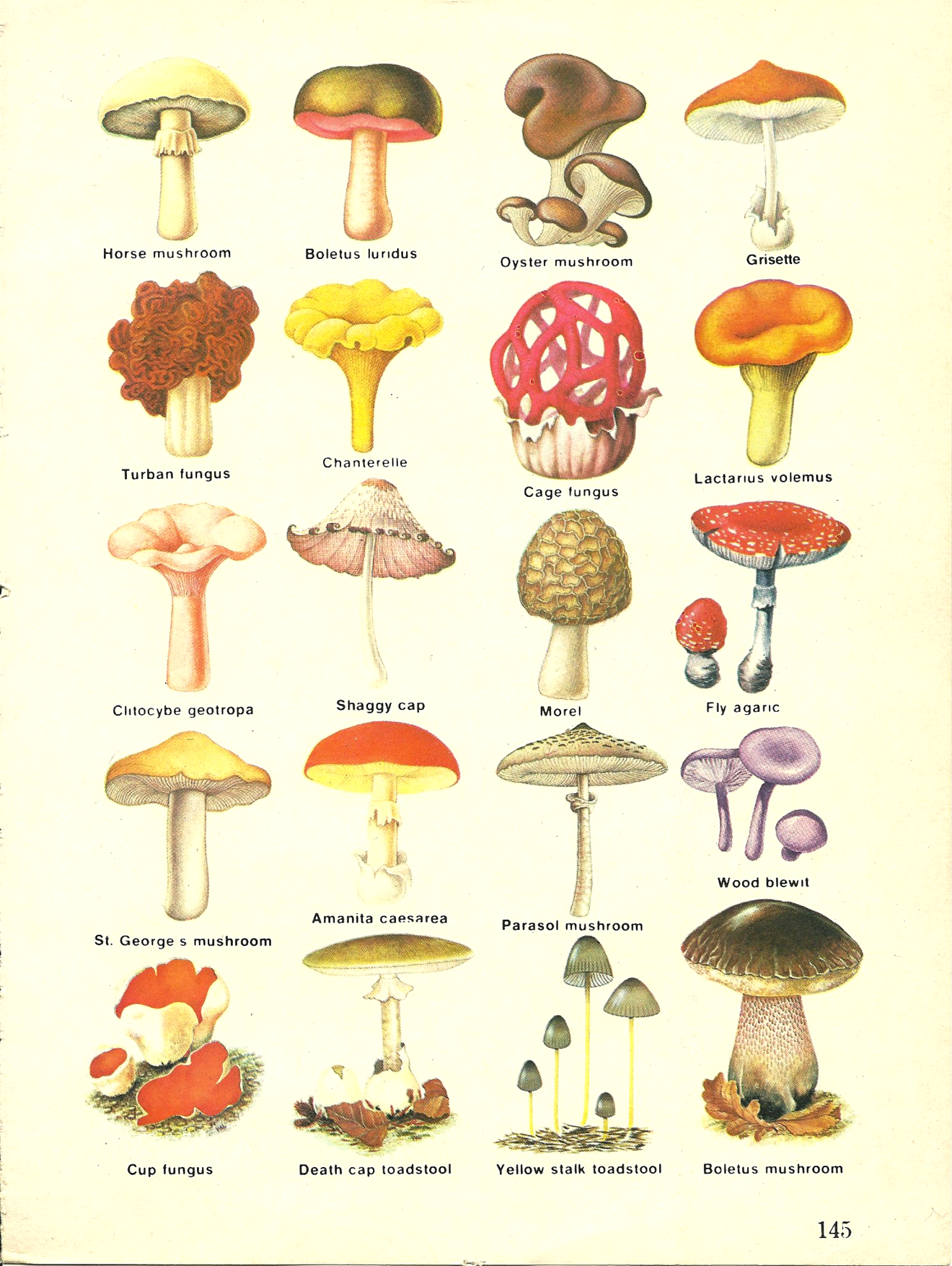 Siamo come funghi Doppiozero