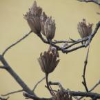 Infruttiscenza di liriodendron tulipifera