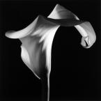 Robert Mapplethorpe, Calla Lily, 1986