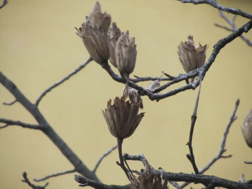 Infruttiscenza di liriodendron tulipifera Infruttiscenza di liriodendron tulipifera