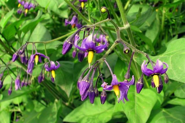 Solanum dulcamara.