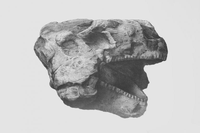 Richard Owen, Descriptive and Illustrated Catalogue of the Fossil Reptilia of South Africa, 1876.