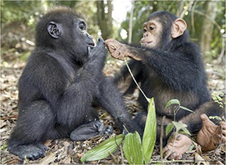 (da National Geographic).