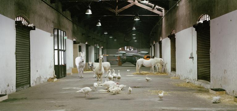 Paola Pivi, Interesting, 2006, animali bianchi, life size, prodotto da Fondazione Nicola Trussardi, Milano. Special Thanks to Galerie Emmanuel Perrotin, Parigi. Veduta espositiva: Vecchi Magazzini, Stazione di Porta Genova, Milano 14 novembre – 10 dicembre 2006. Photo Hugo Glendinning.