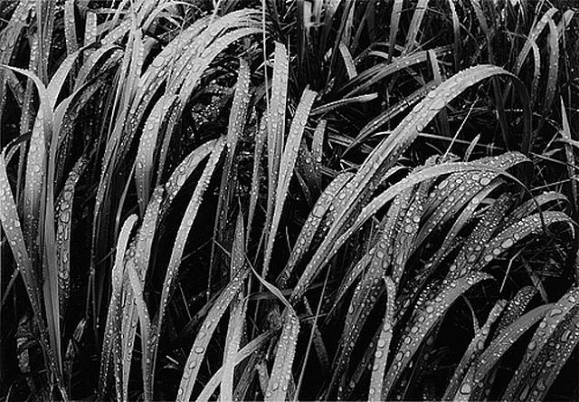 Ph Ansel Adams.