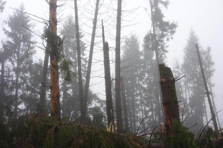 Bosco di Val Tosella, 2018 (© Davide Elena).
