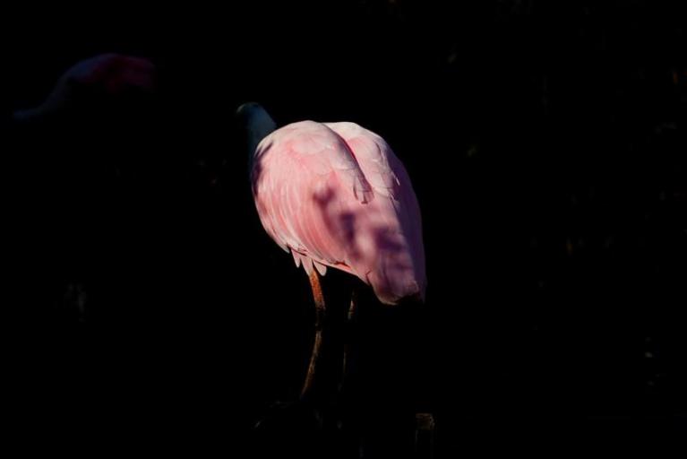 Ph Elodie Ledure.