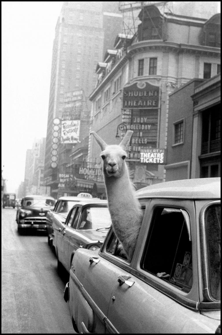 Inge Morath, Lama vicino a Times Square, New York, USA, 1957, © Fotohof archiv/Inge Morath Foundation/Magnum Photos.