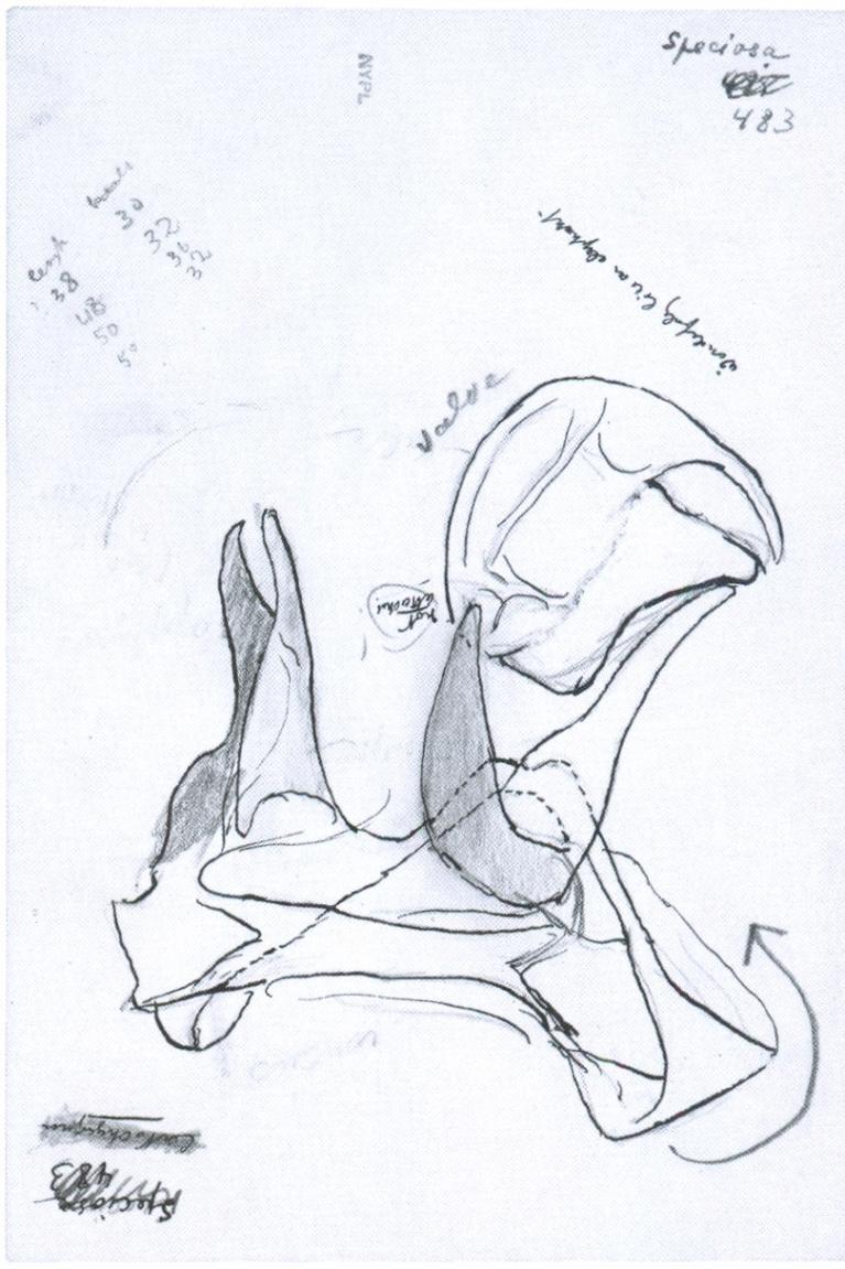 (MONTARE FIG 1+14+69) Alcuni disegni degli organi genitali suggeriscono all’autore altre immagini fuori contesto, come risulta da piccole note aggiunte alle meticolose misure e descrizioni che punteggiano le sue schede. Il pollo arrosto della Fig.1 è in basso a sinistra, il capo di una larva della Fig. 14 in alto a sinistra, l’elefante della Fig. 69 in alto a destra.