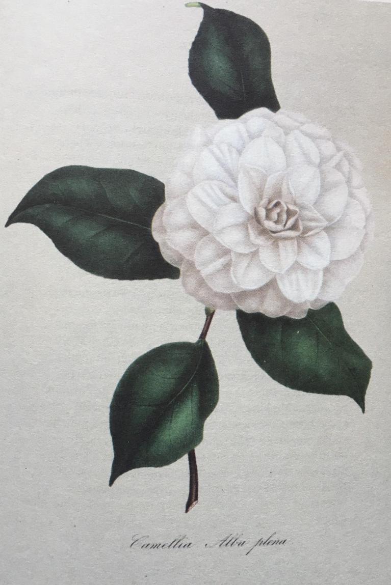 Una delle illustrazioni che impreziosiscono il volume.