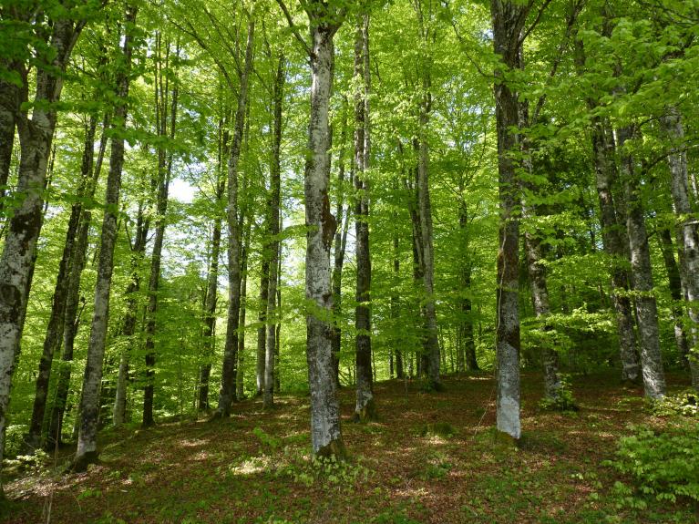 Il bosco del cansiglio.