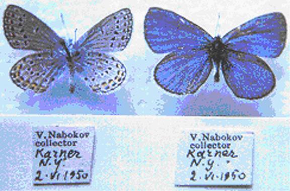 P. Samuelis.