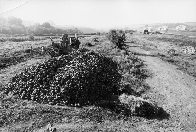 Raccolto delle barbabietole agricola cornelia, s.p.a. 1975, documentazione fotografica della Fondazione Baruchello, Roma.