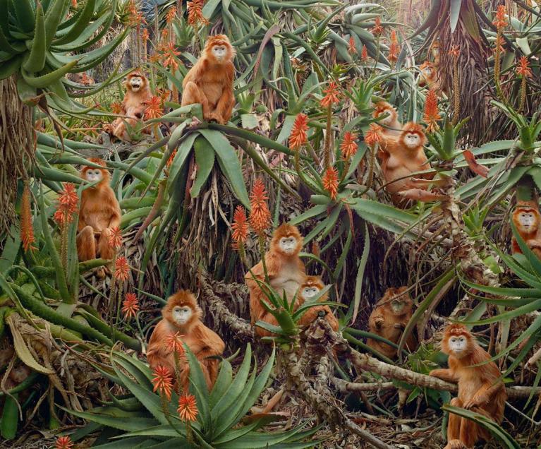 Ph Simen Johan.