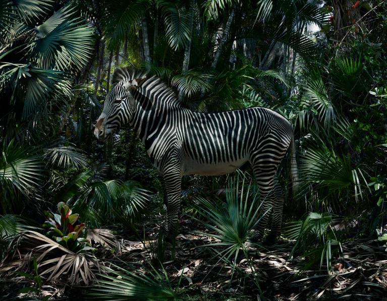 Ph Simen Johan.