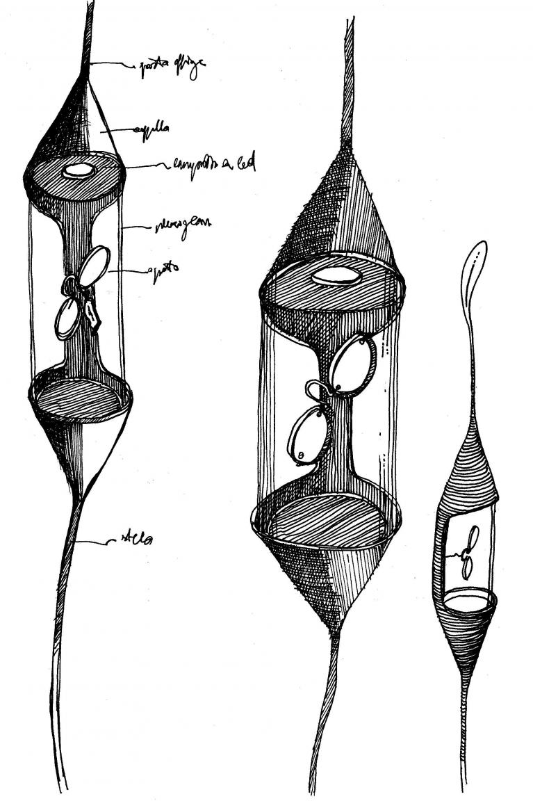 Teca lanterna.