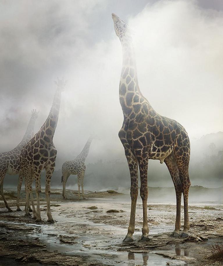 Ph Simen Johan.