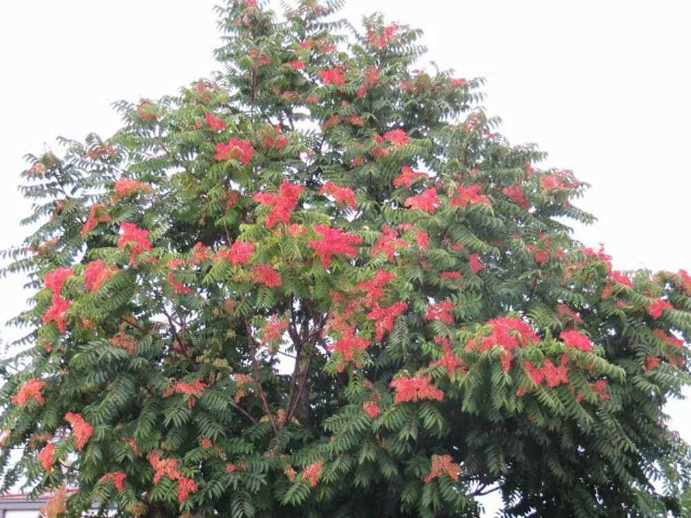 Il Clandestino Del Paradiso Doppiozero