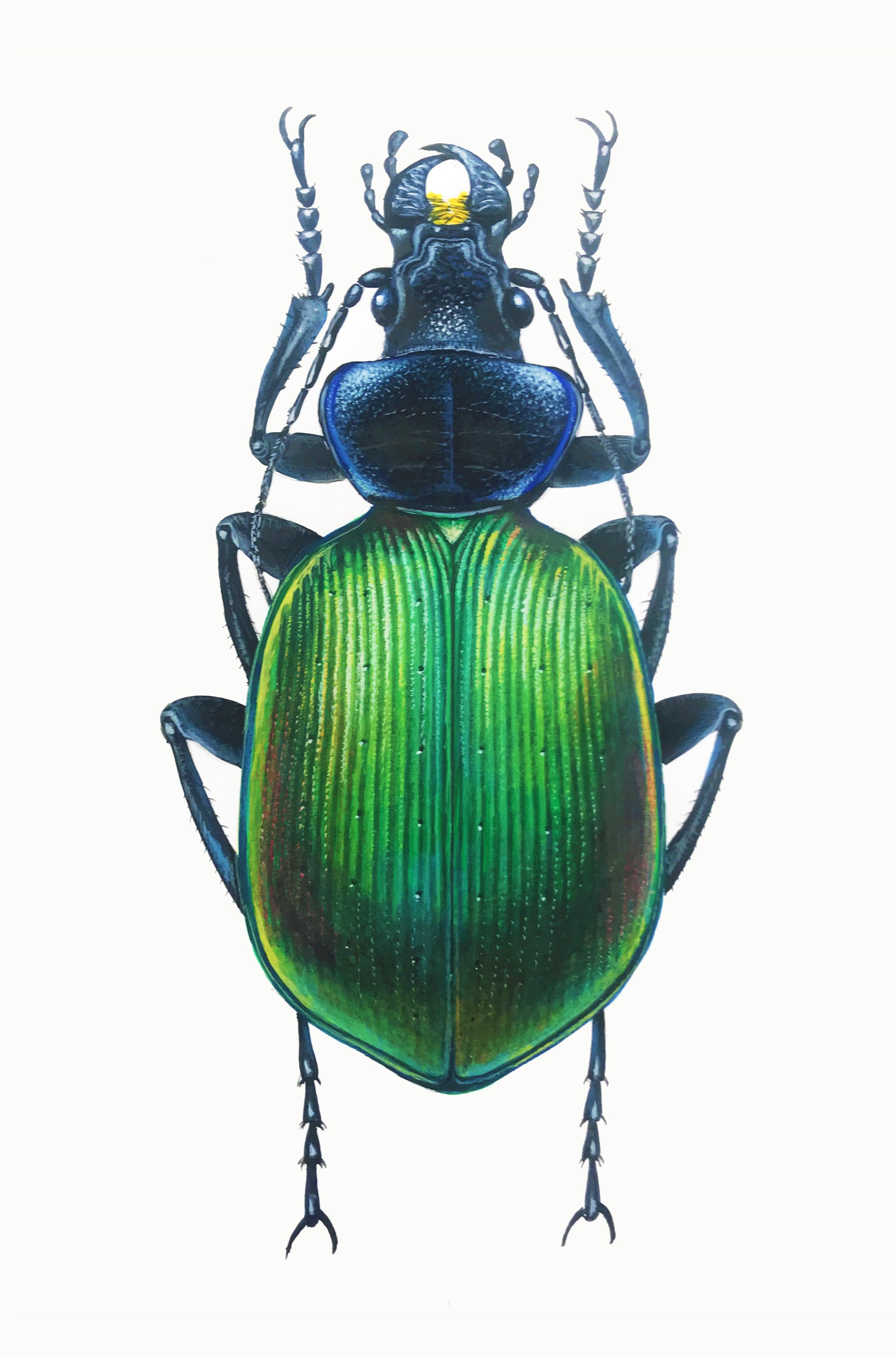 A caccia di scarabei - Vimarsana News