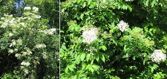 Sambuco, fiori di sambuco,