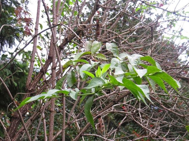 Sambuco, fiori di sambuco,