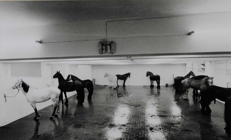 Janni Kounellis, Cavalli attici, 1969