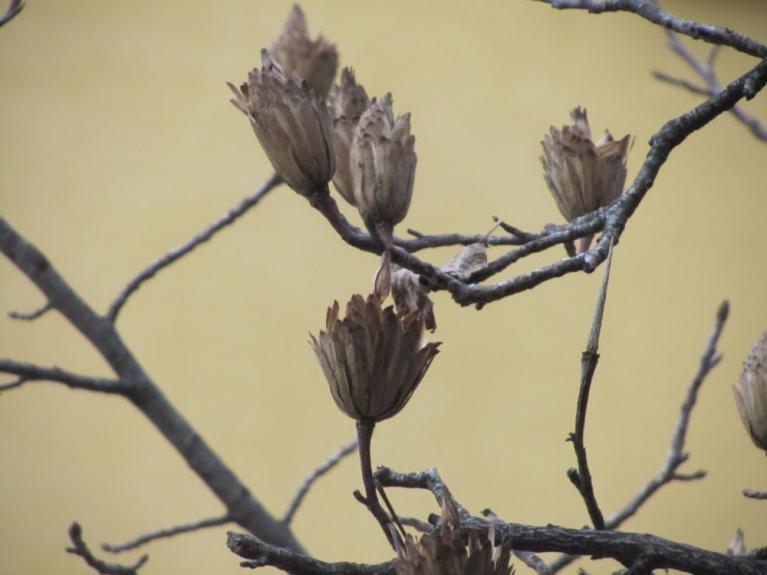 Infruttiscenza di liriodendron tulipifera