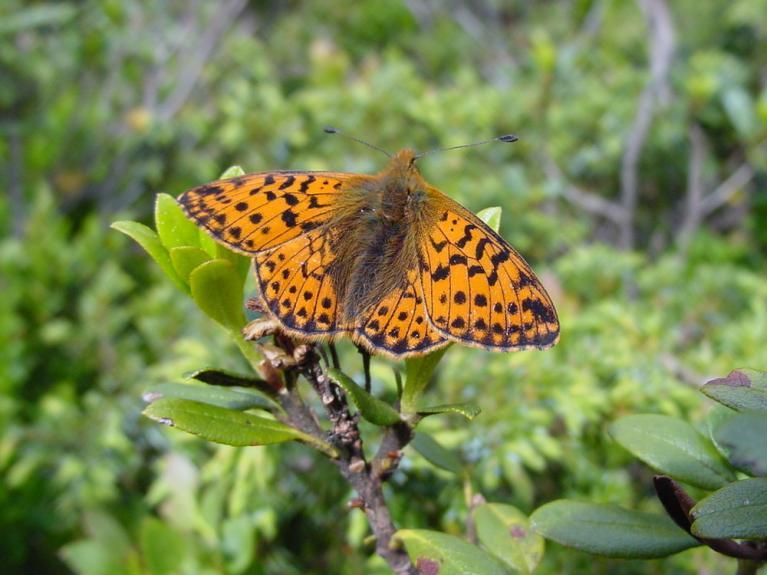 Boloria napaea