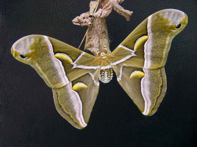Philosamia cynthia