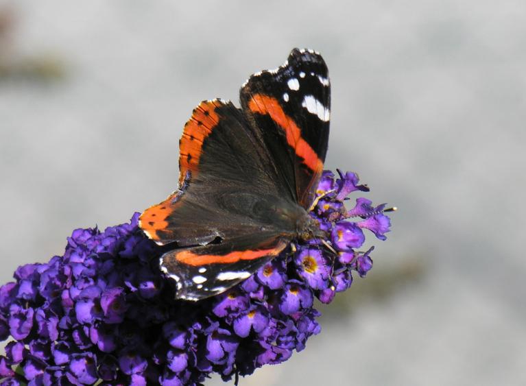 Vanessa atalanta