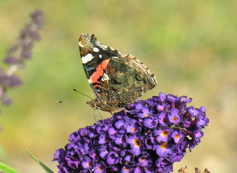 Vanessa atalanta