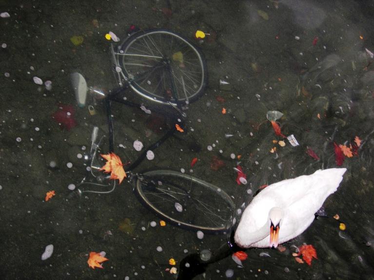 Aida Maria Zoppetti, Cignobici