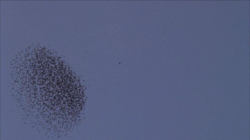 Armin Linke, Flocking