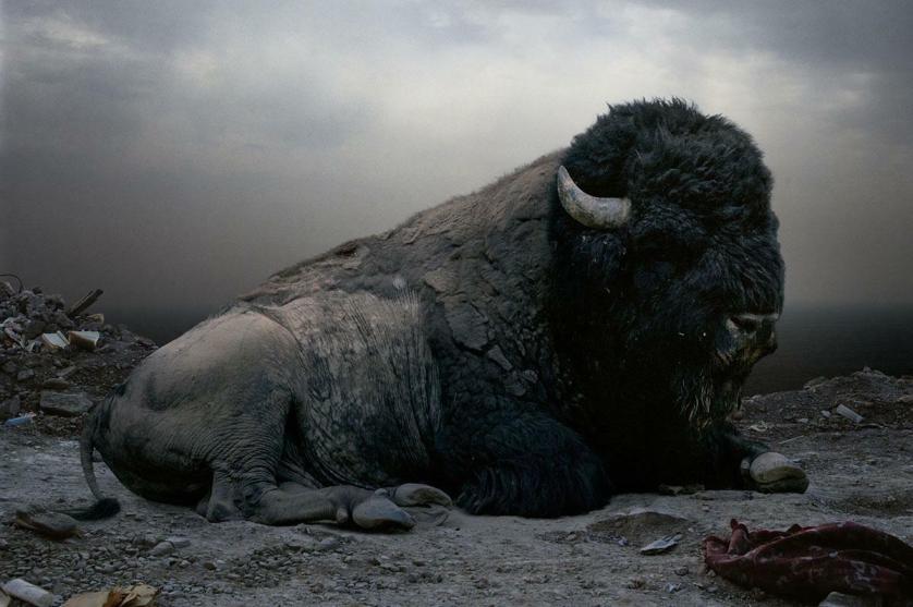 Ph Simen Johan.