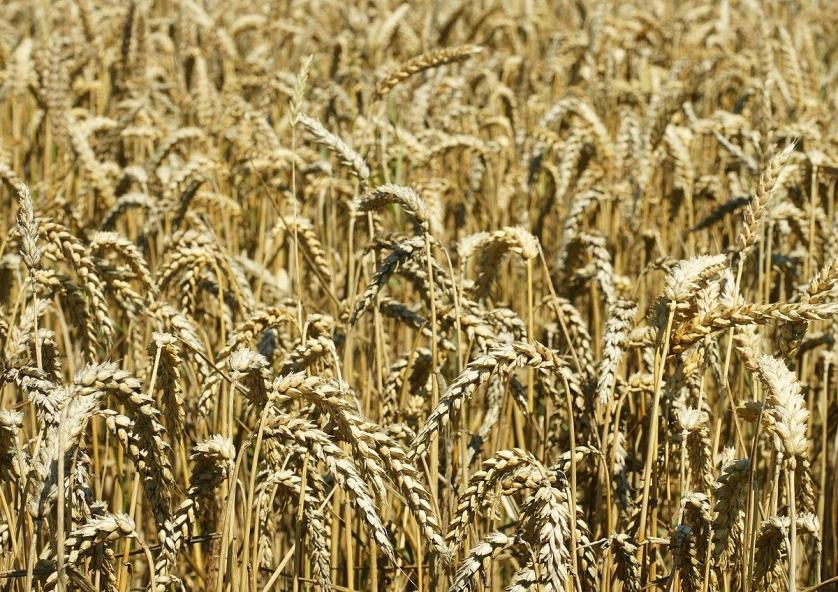 1200px-triticum_aestivum_ripe_3.jpeg
