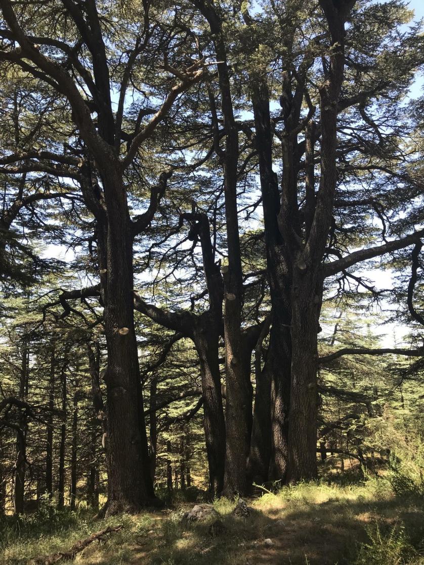 2019-08-09_12.35.26.jpg