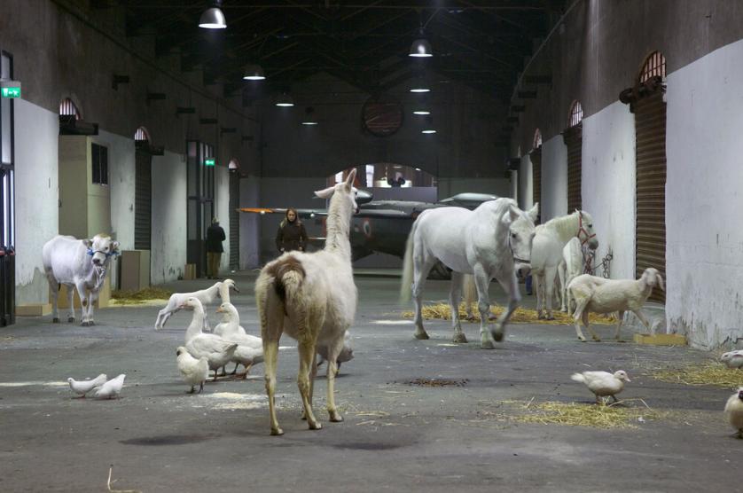 Paola Pivi, Interesting, 2006, performance con animali bianchi, Courtesy Fondazione Nicola Trussardi, Milano, © l'artista (foto: Hugo Glendinning)