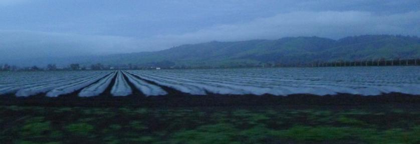 5_farmsanbenito.jpg
