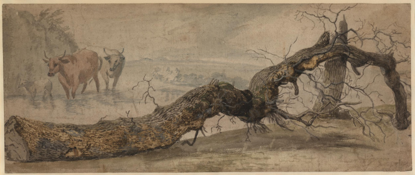 8 Johannes Siberechts, Leafless tree on the bank of a lake in which stand two cows and a sheep, 1642-1700, British Museum, Londra.jpg