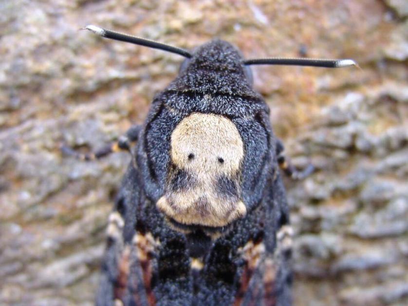 Acherontia atropos