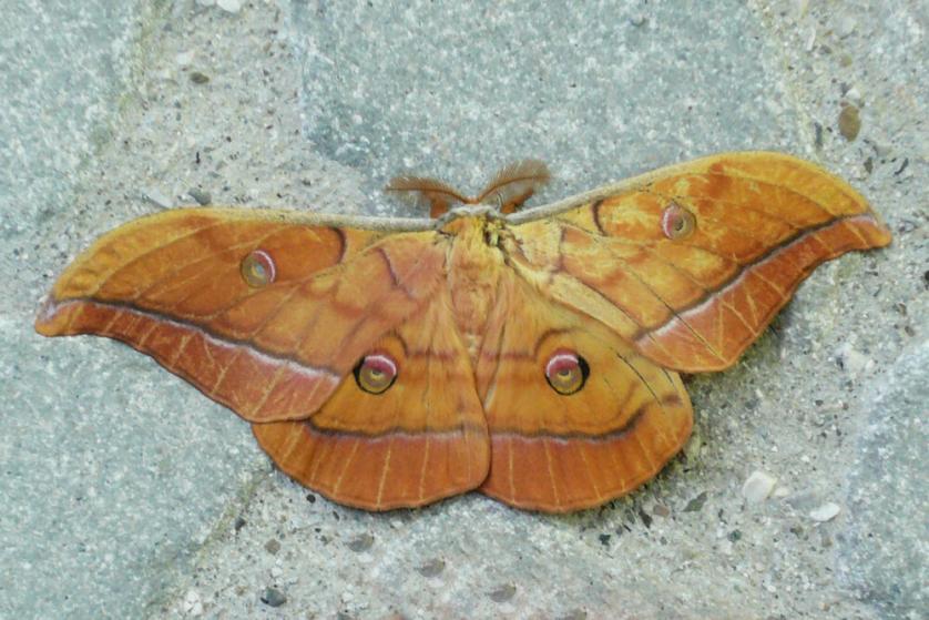 Antheraea yamamai