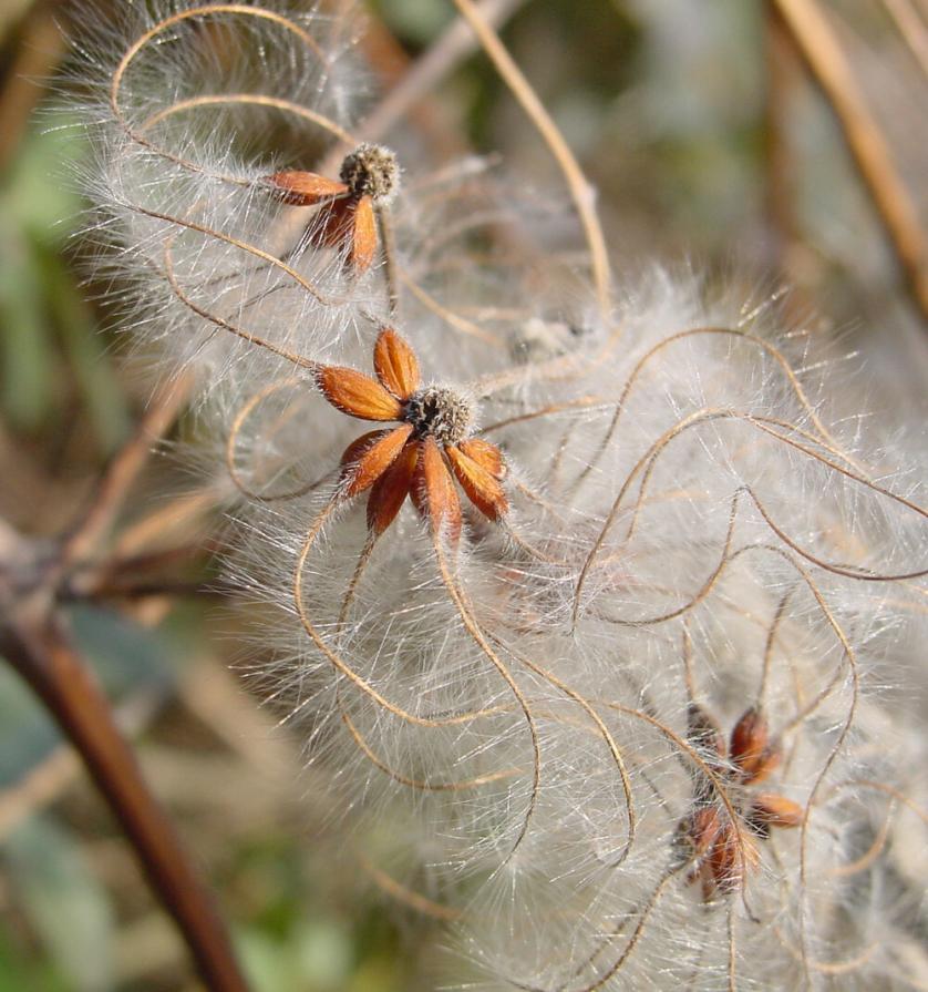 Clematis_vitalba.jpg