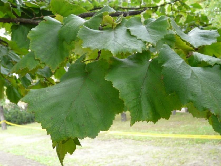 Corylus_sp_101001_3.jpg