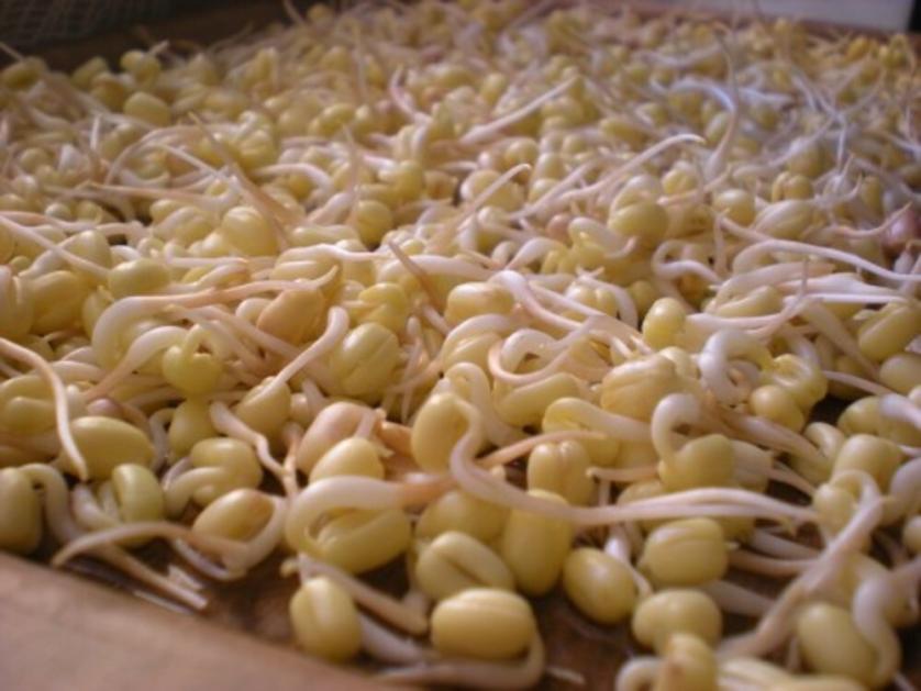 Germogli-di-soia.jpg