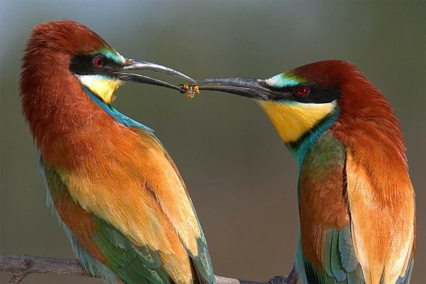 Two_bee-eaters_sharing_food.jpg