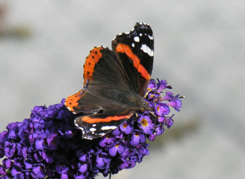 Vanessa atalanta