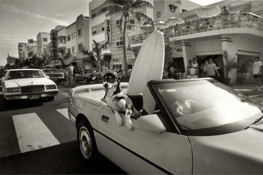 _106952717_surfer-dog-b.jpg