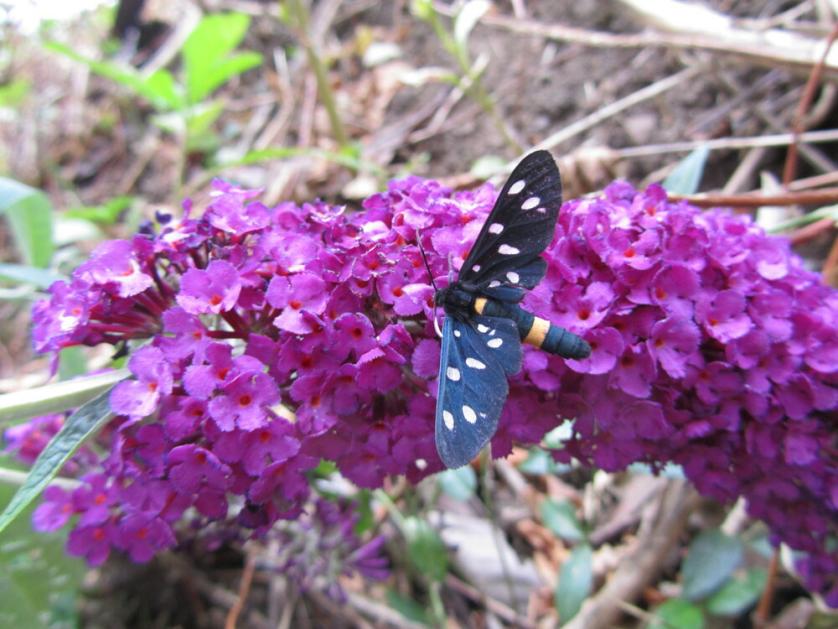 buddleia 187.jpg