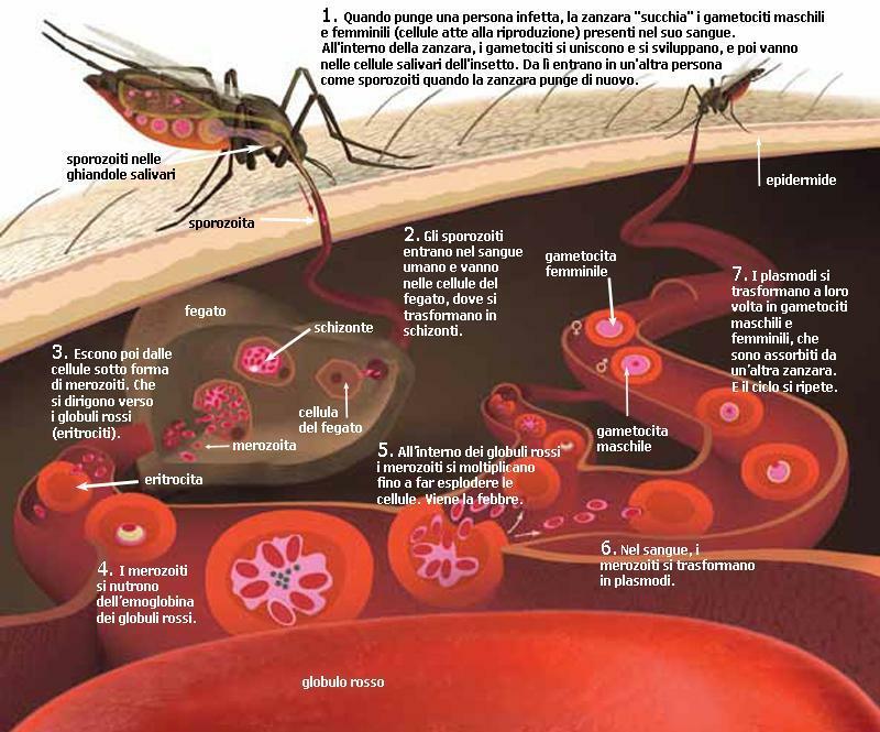 ciclo-della-malaria.jpg