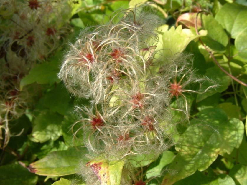 clematis_vitalba_.jpg